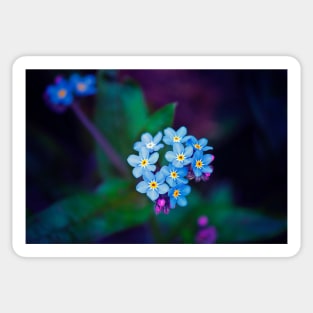 Forget Me Not Flowers Sticker